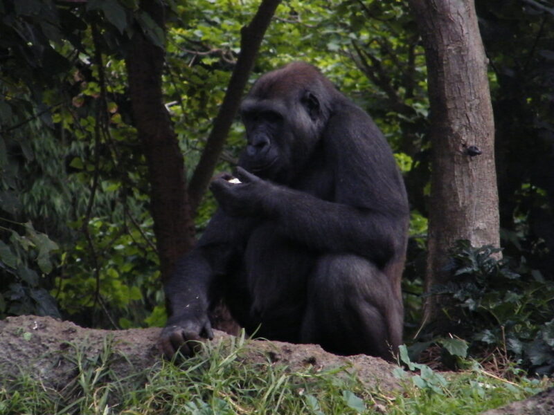 3643037378_ac7b639267_b