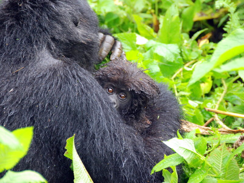 COPYRIGHT SAMARTH PAL 2007