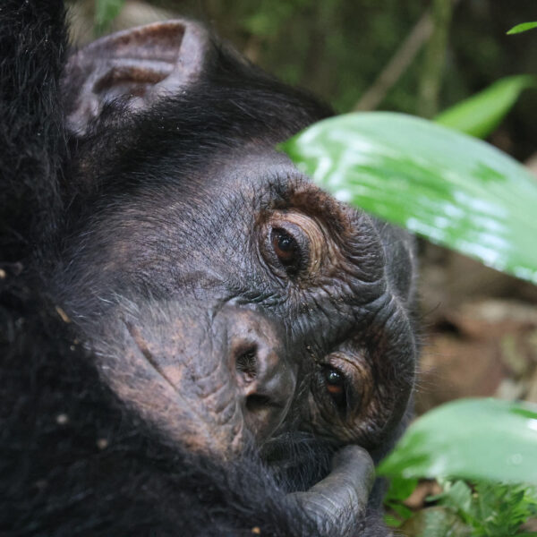 52932940579_e06ebe513d_h