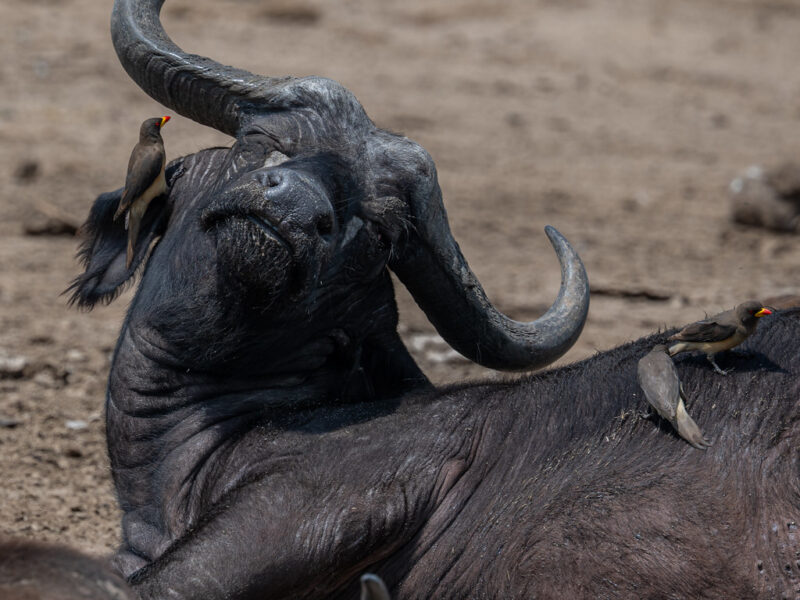 54904561542_aecdffb50a_b