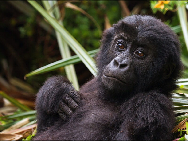 7993654489_8b82dc1194_b