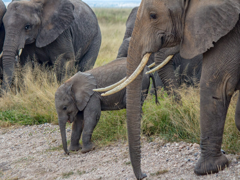 Amboseli National Park8