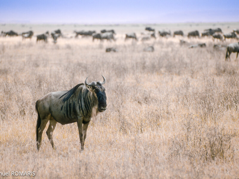 Arusha – Serengeti National Park