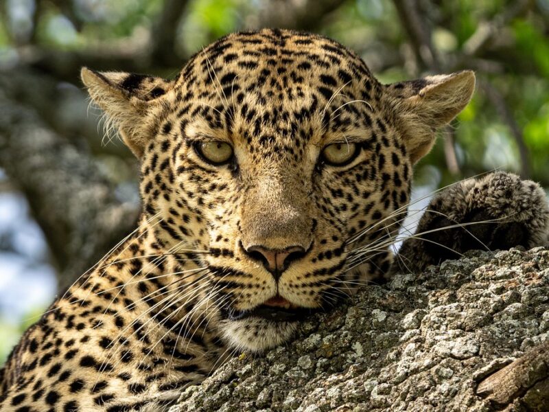 Arusha – Serengeti National Park2