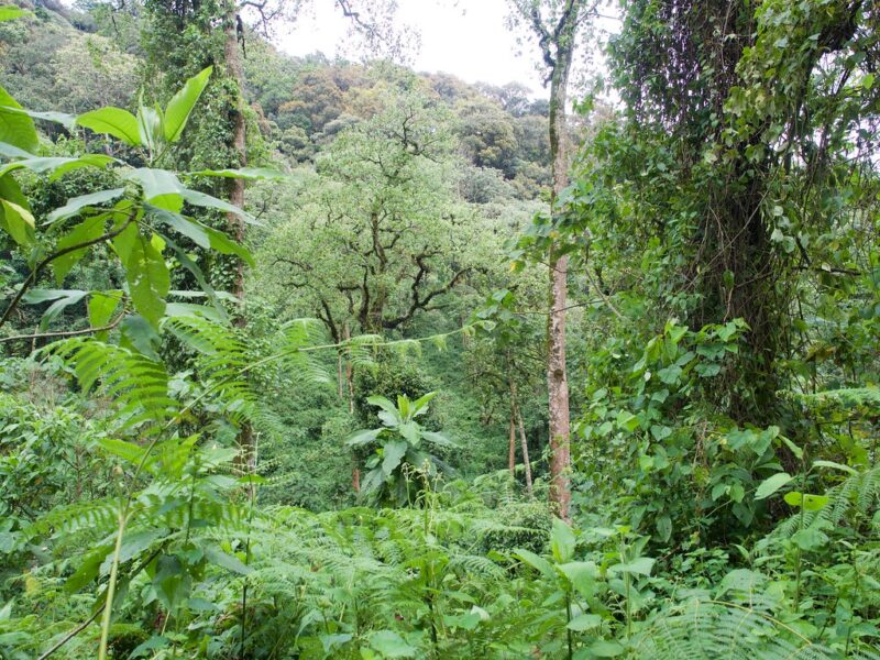 Bwindi Impenetrable