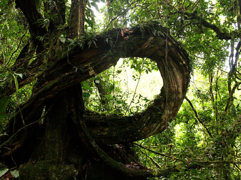 Bwindi Impenetrable Forest