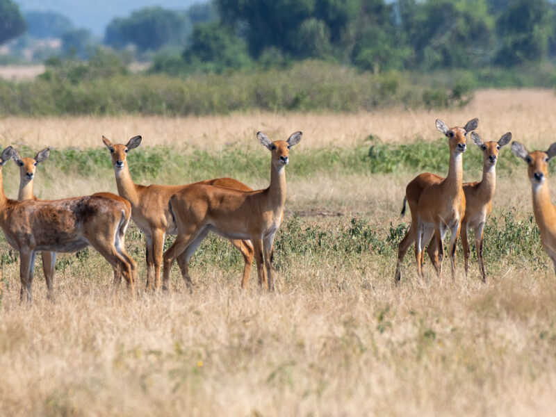 Bwindi, Kibale & Queen Elizabeth NP Tour