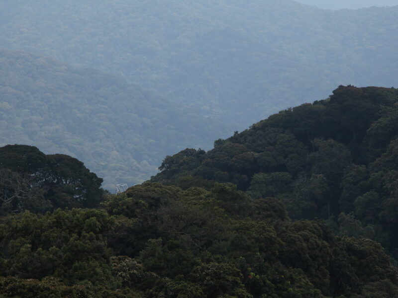 Canopy Walk in Nyungwe2