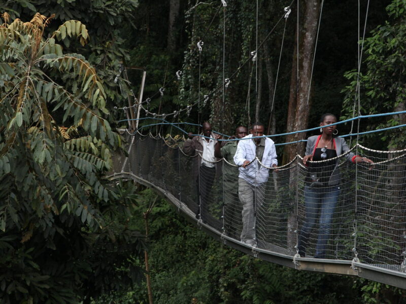 Canopy Walk in Nyungwe5