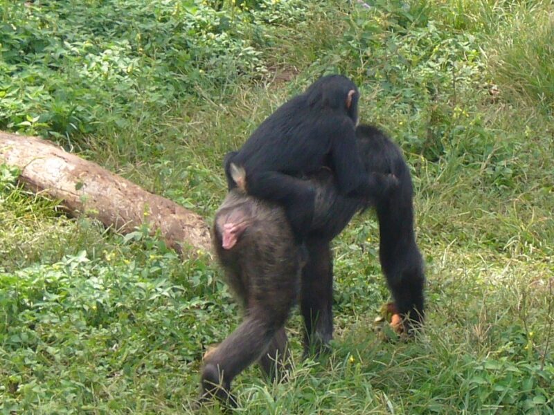 Chimpanzee uganda6