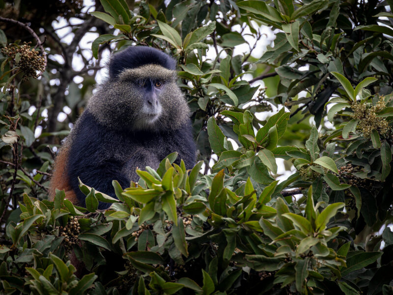 Golden Monkey uganda