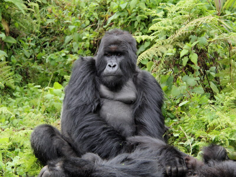 Gorilla Trekking12