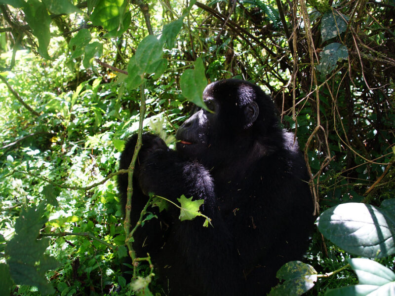 Gorilla trekking Bwindi Forest