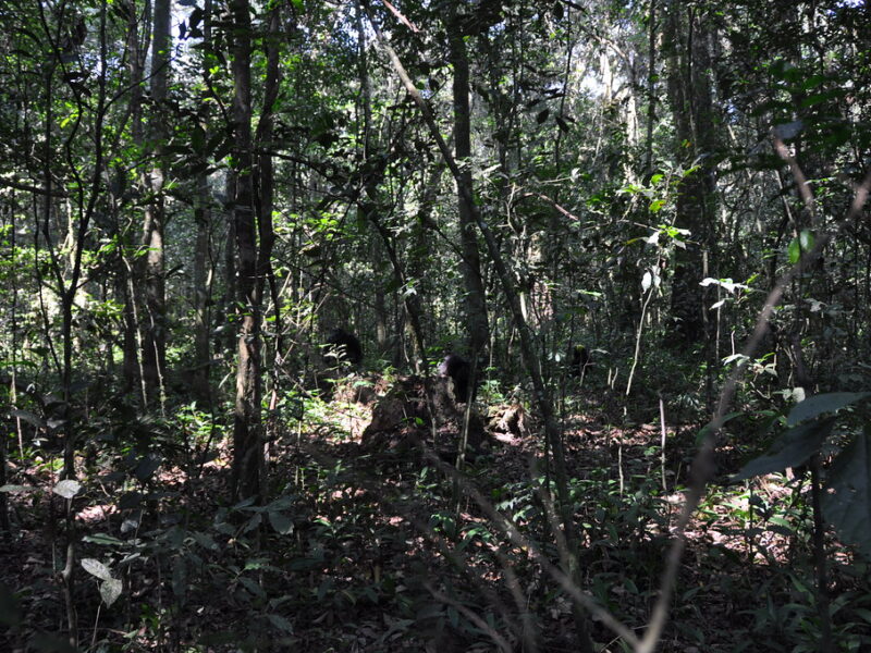 Kibale Forest National Park.