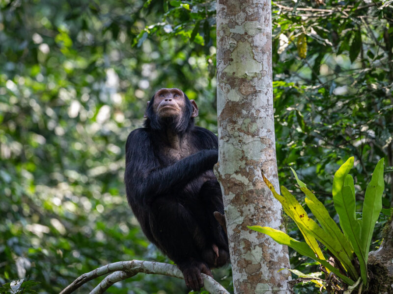 Kibale National Park.