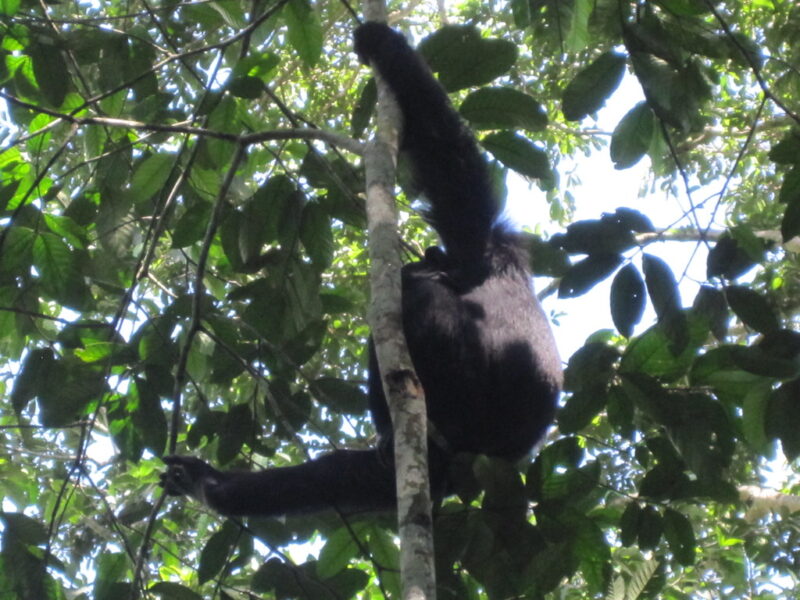 Kibale National Park.2