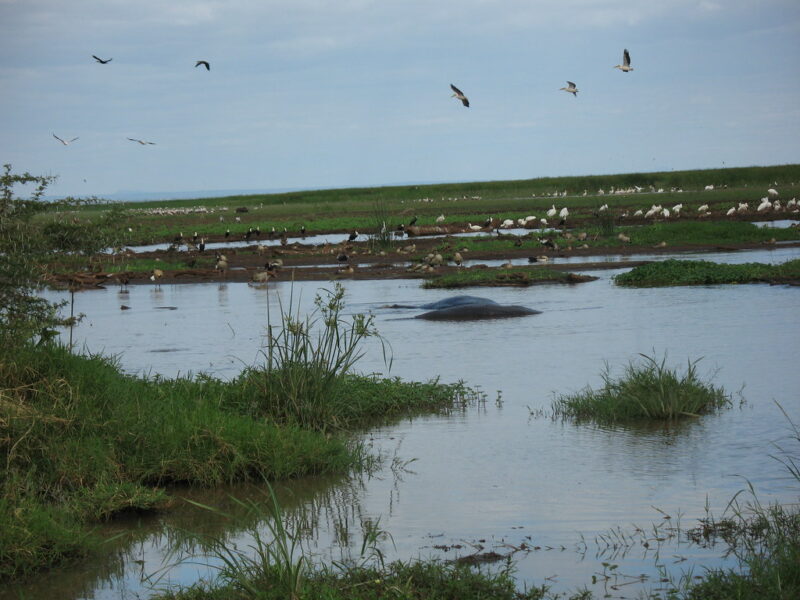 Lake Manyara game drives