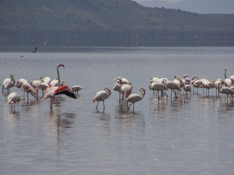 Lake Nakuru Bird Watching