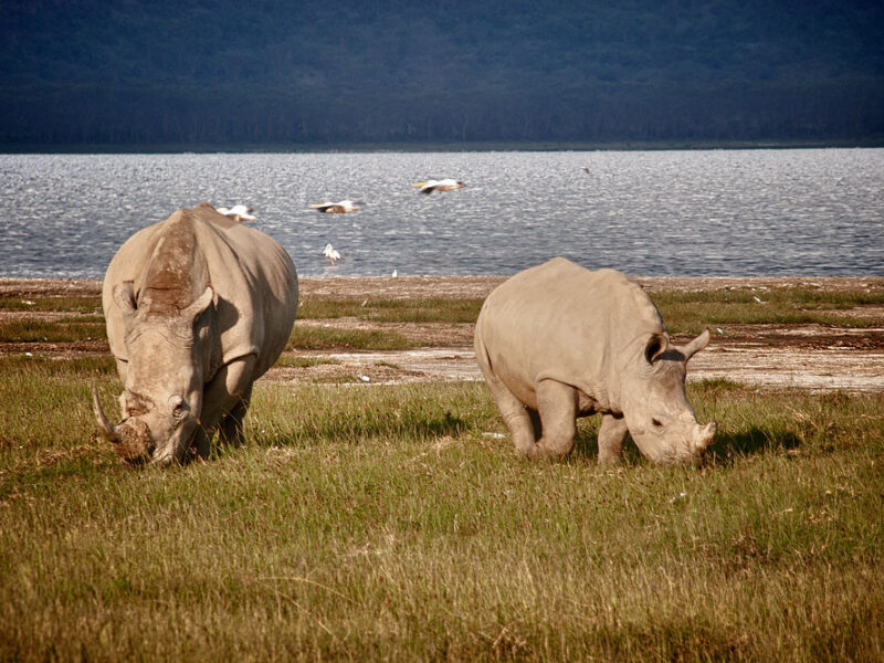 Lake Nakuru big animal species