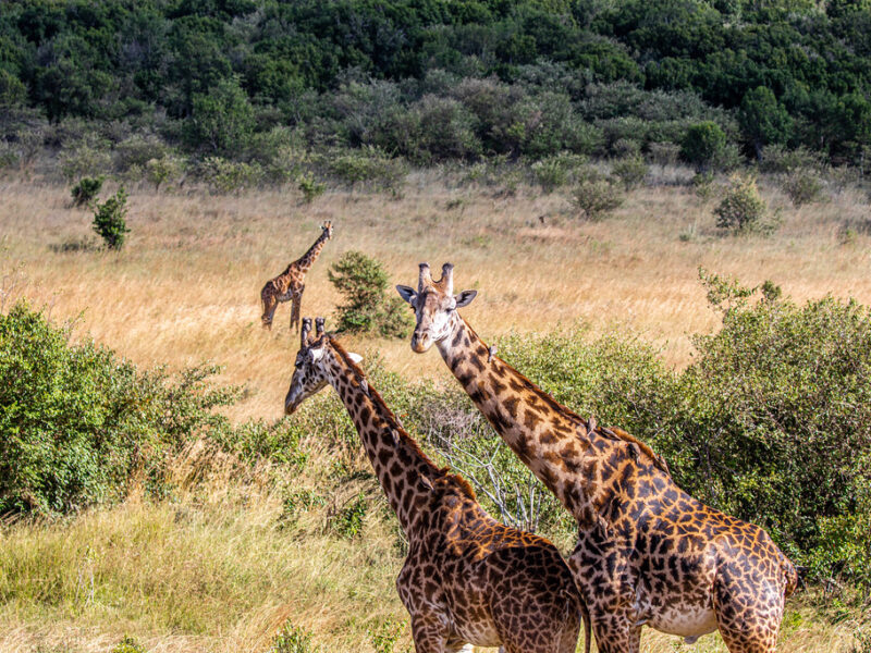 Masai Mara National Reserve