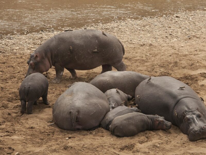 Masai Mara National Reserve5