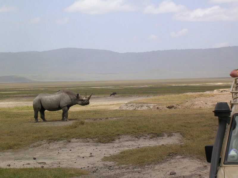 Ngorongoro wild life