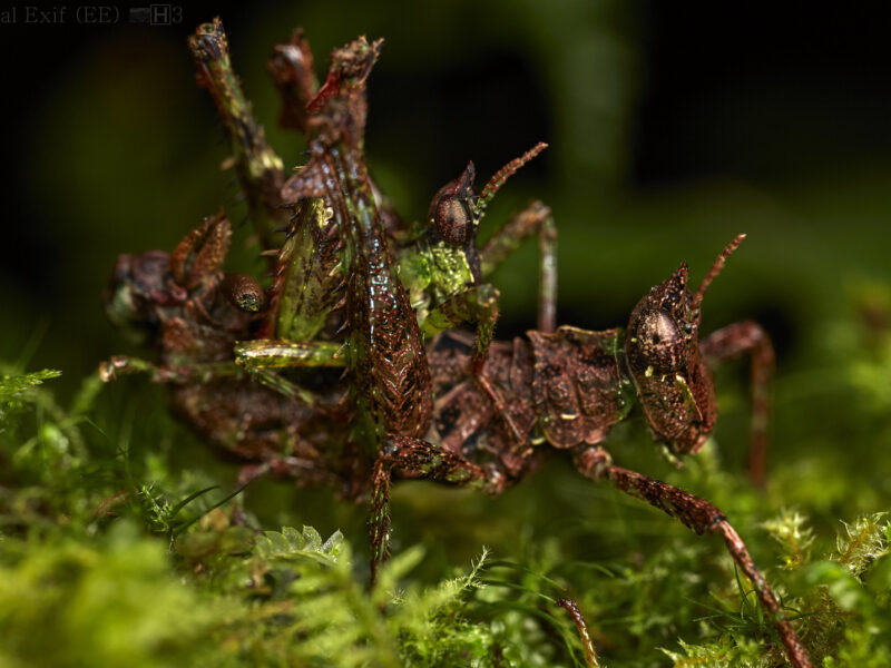 Nyungwe Forest National Park
