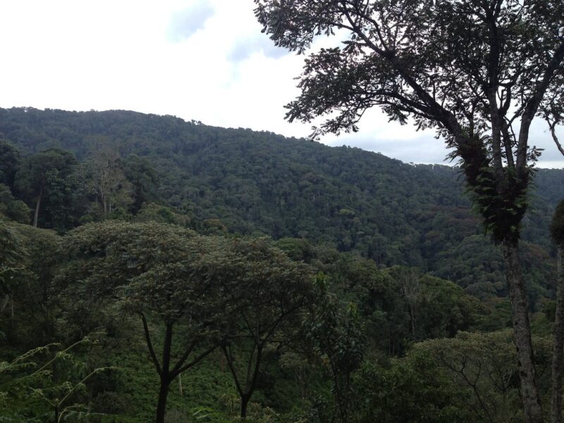 Nyungwe National Park3
