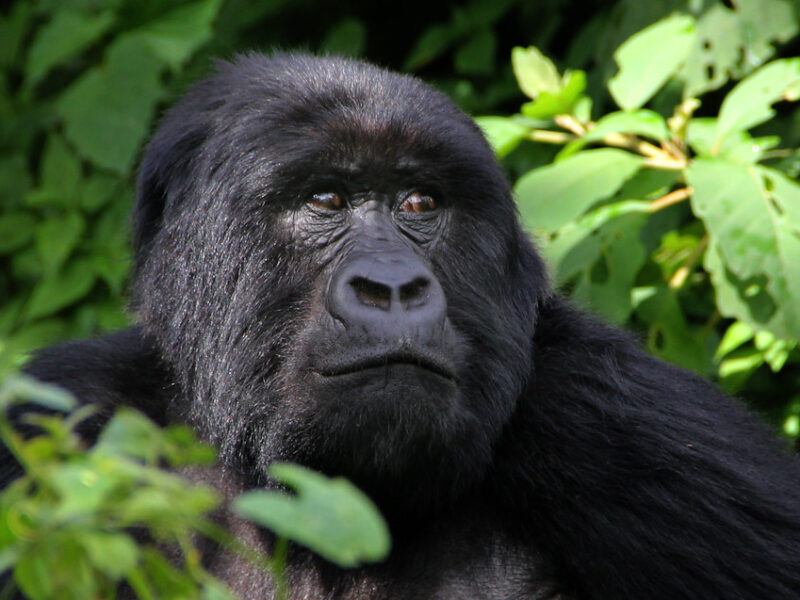 Primates Trekking Safari