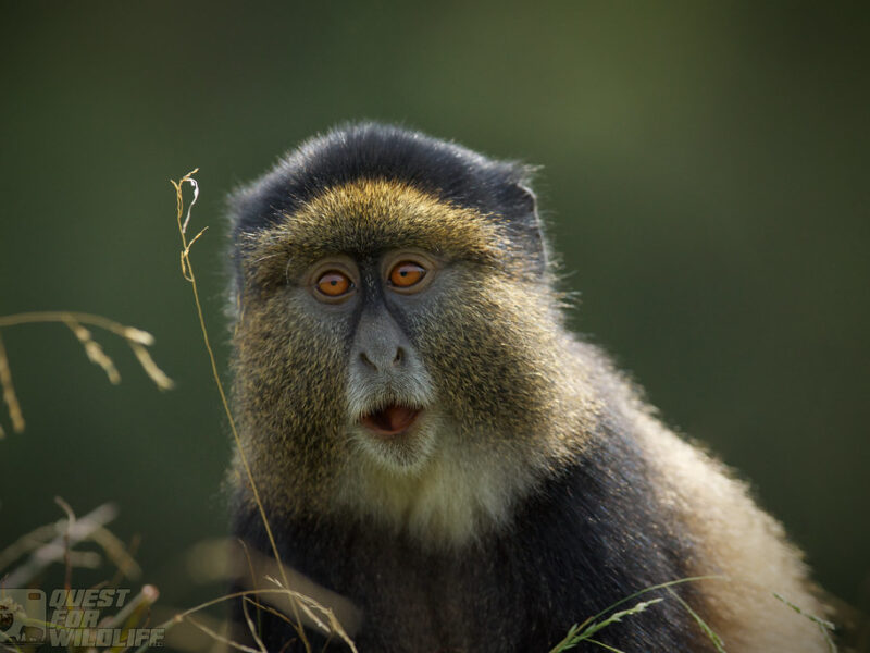 Primates Trekking Safari2222