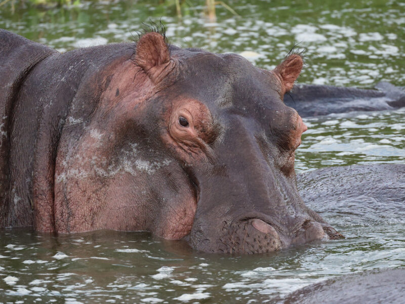 Queen Elizabeth National Park