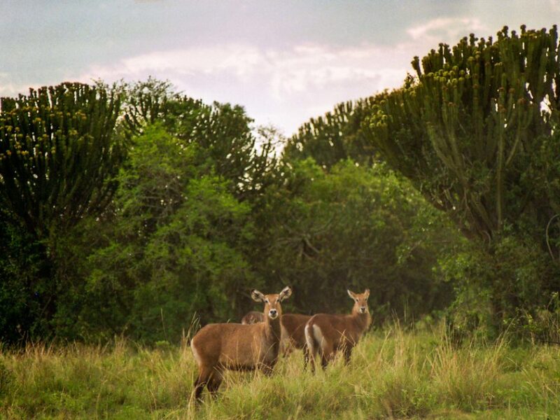 Queen Elizabeth National Park