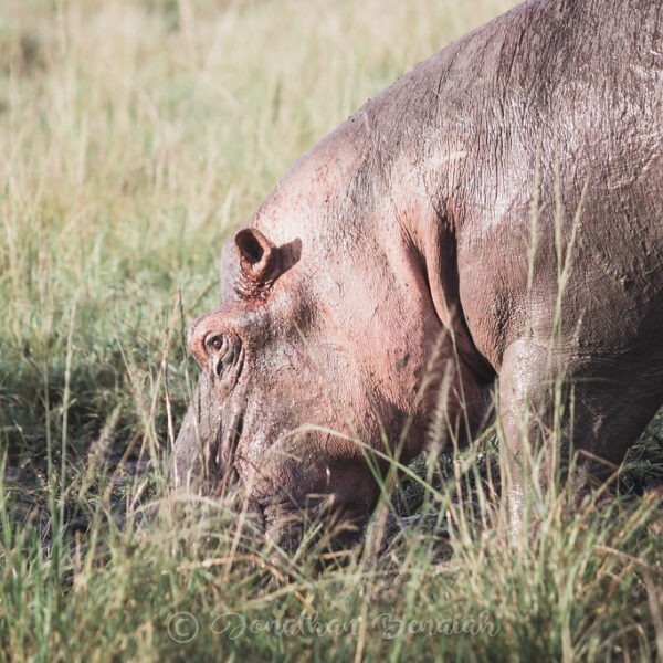 Queen Elizabeth National Park.