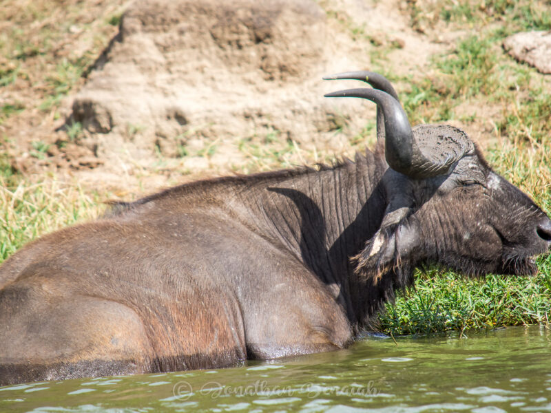 Queen Elizabeth Wildlife Safari