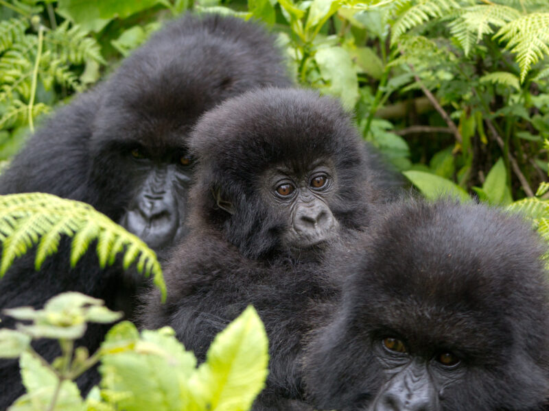 Rwanda Primates2