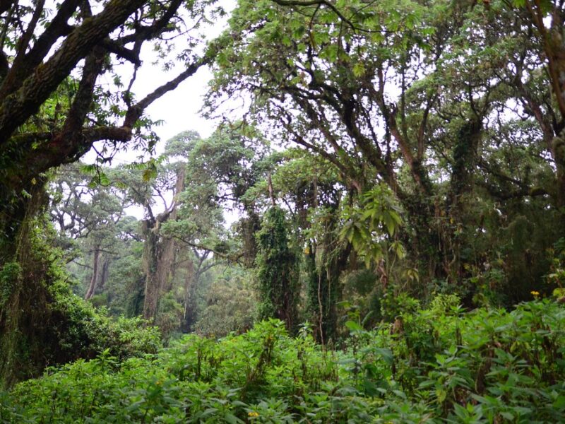 Virunga National Park2