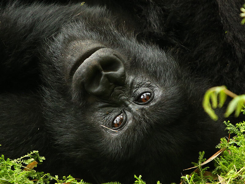 Volcanoes National Park4