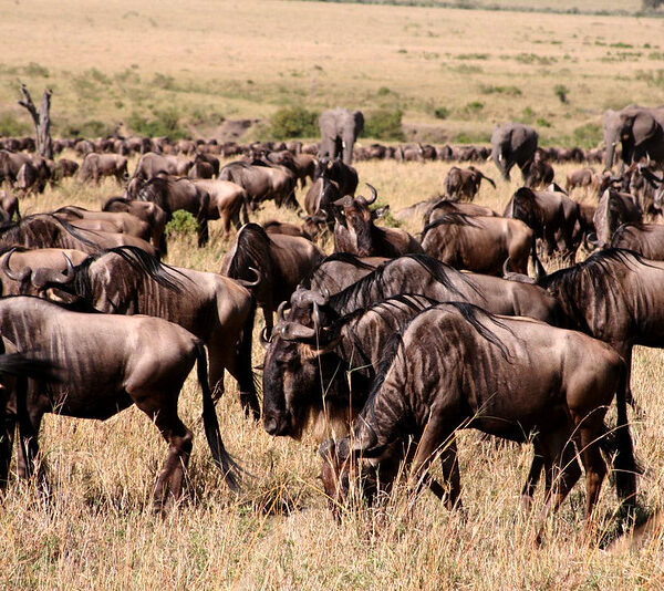 Wildebeest Migration4