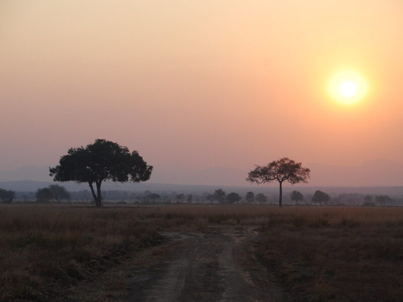 Zanzibar to Mikumi Game Drive5