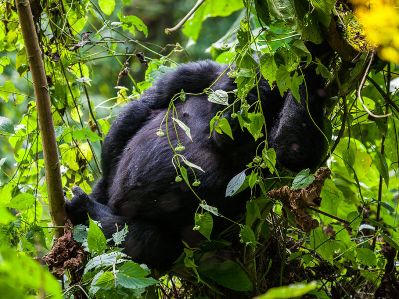 gorilla trekking