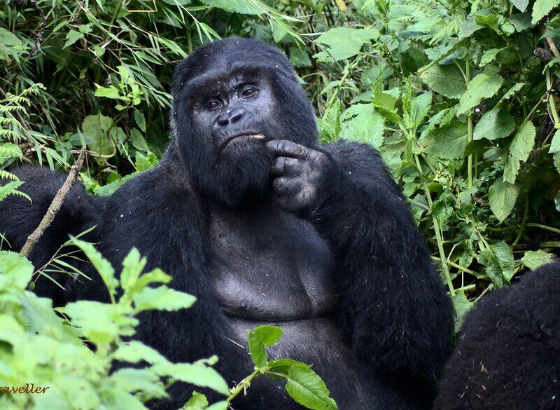 mountain gorilla