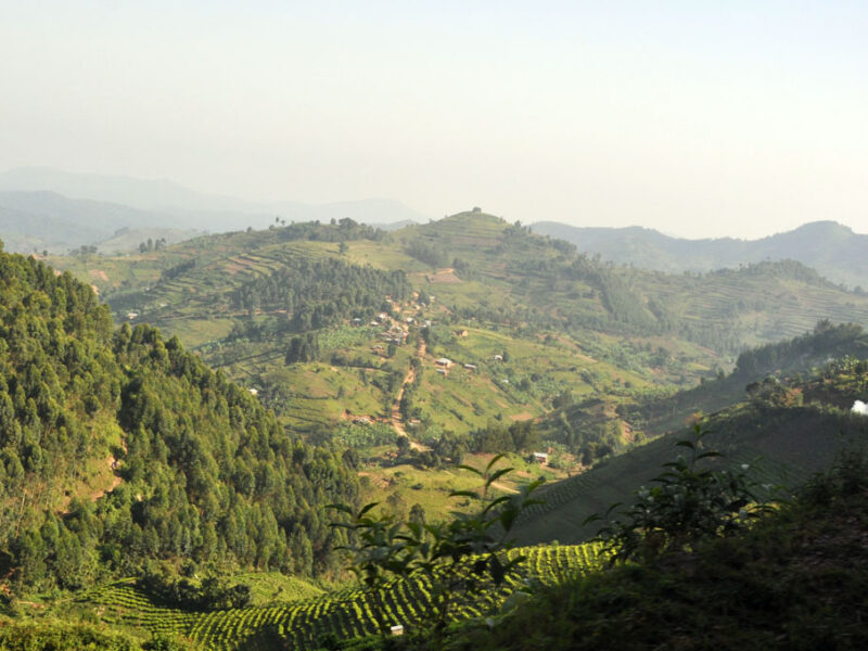 Farmlands near Ruhija Bwindi Uganda