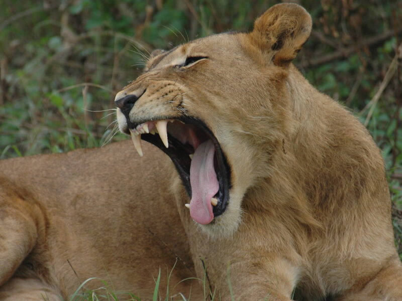 tree-climbing lions in wildlife