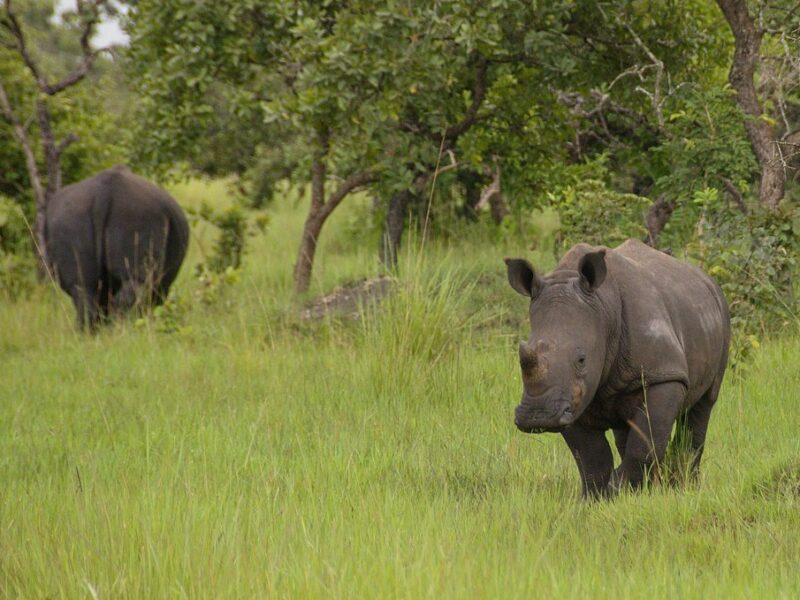 ziwa rhino sanctuary