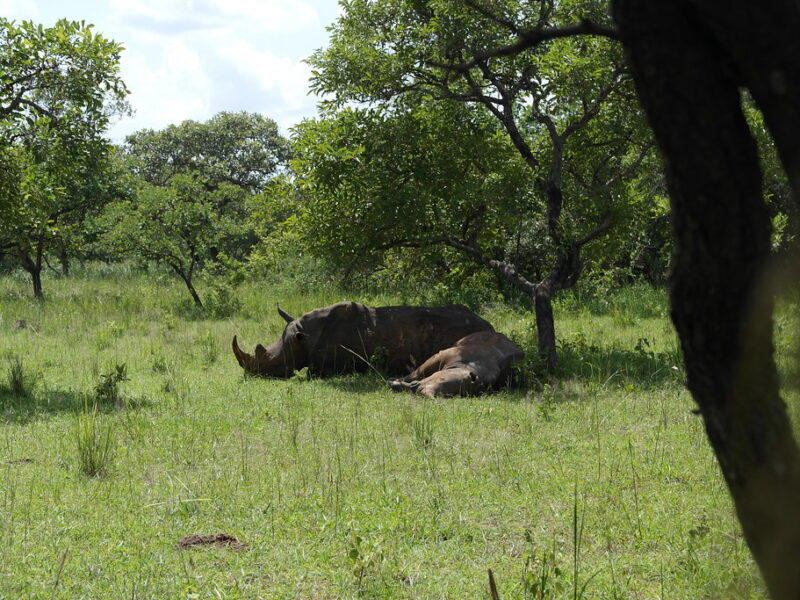 ziwa rhinos4