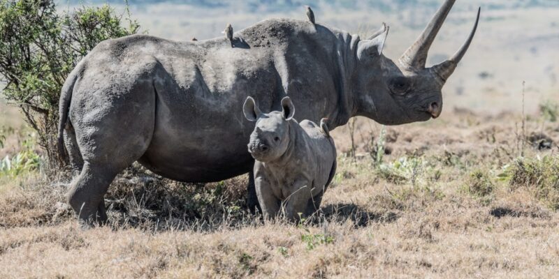 Black-rhinos-1024x690 Black-rhinos-1024x690
