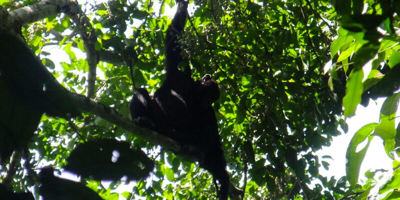 Budongo Chimp Trek Budongo Chimp Trek