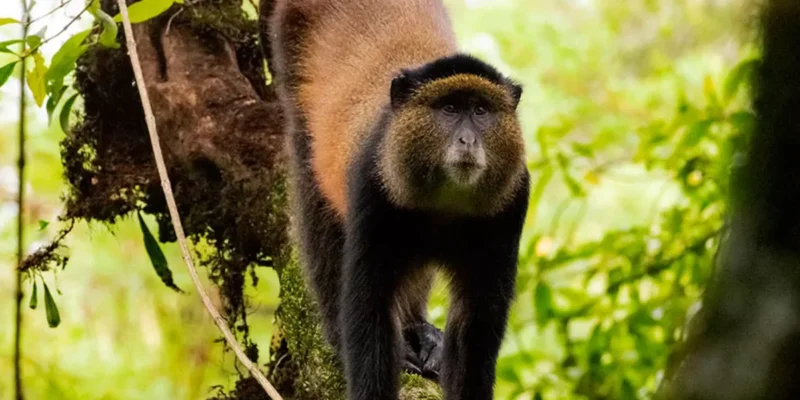Golden-Monkeys-in-Gishwati-Mukura-National-Park-1200x675 Golden-Monkeys-in-Gishwati-Mukura-National-Park-1200x675