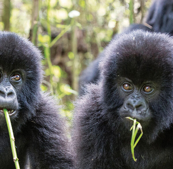 Rwanda wildlife conservation efforts