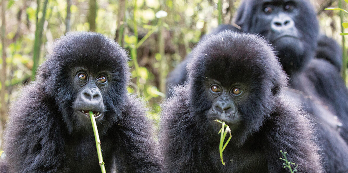 Rwanda wildlife conservation efforts